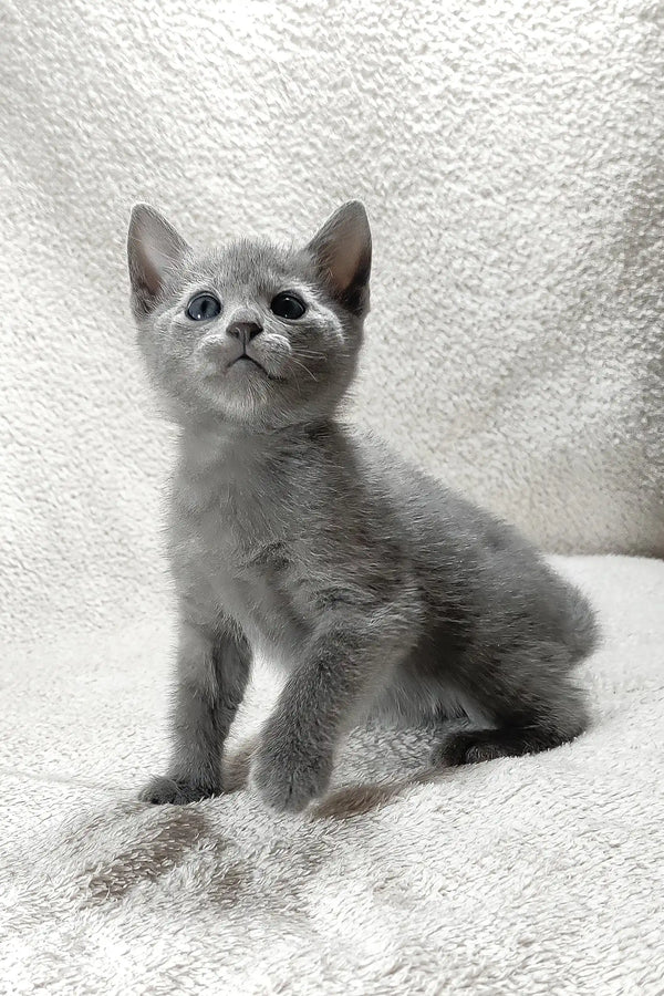 Colin | russian blue kitten