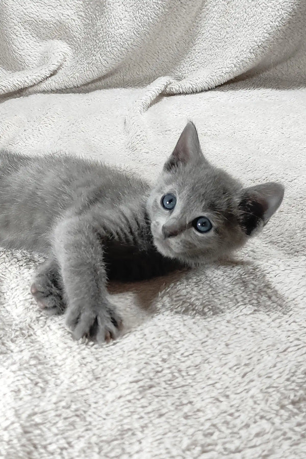Colin | russian blue kitten
