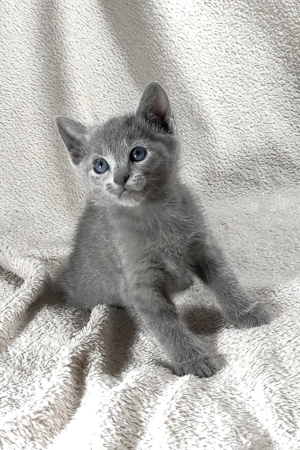 Colin | russian blue kitten