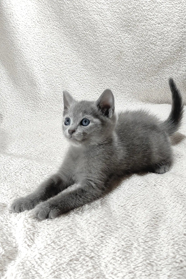 Colin | russian blue kitten