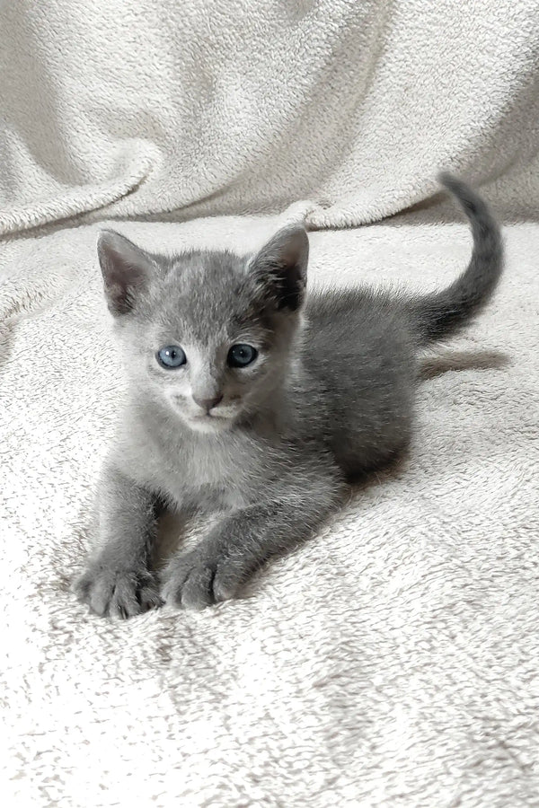 Colin | russian blue kitten