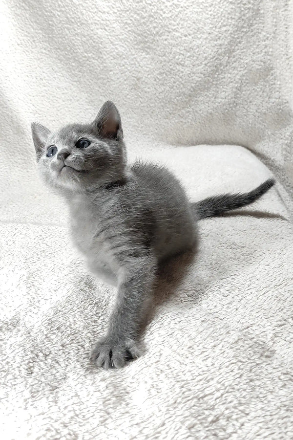 Colin | russian blue kitten