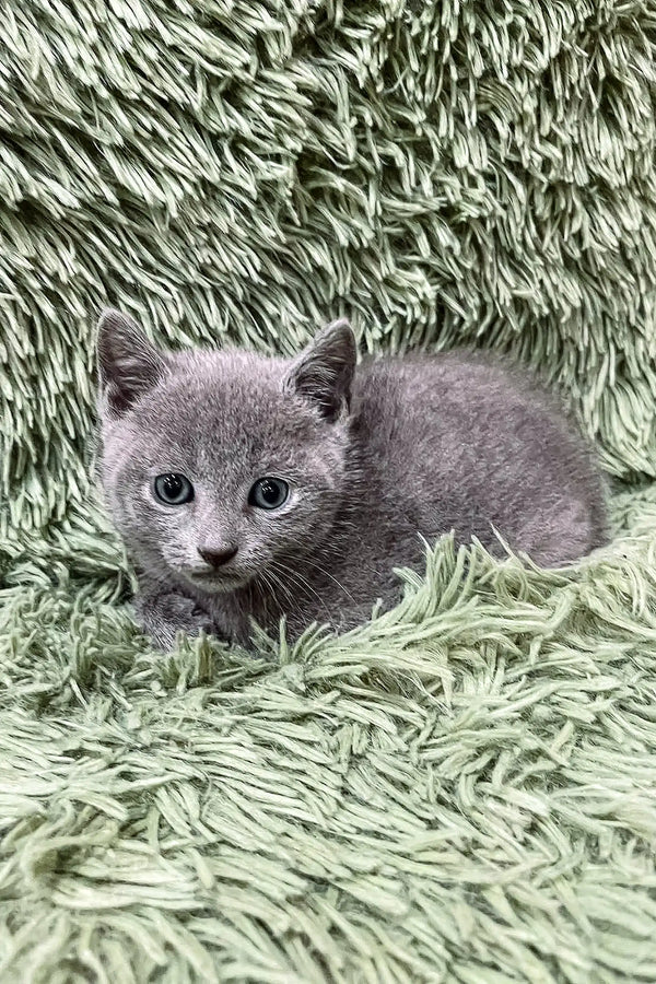 Adorable Gray kitten with blue eyes from the Colin | Russian Blue Kitten collection