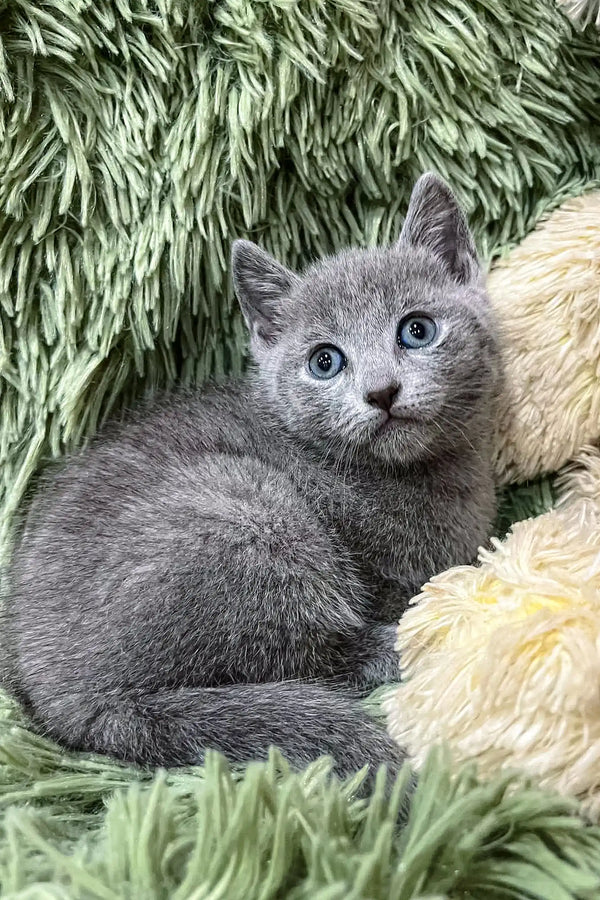 Gray Russian Blue kitten named Colin with beautiful blue eyes