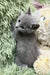 Cute Gray kitten with wide eyes named Colin, a playful Russian Blue