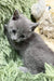 Adorable Gray kitten with wide eyes, Colin the Russian Blue Kitten ready for cuddles