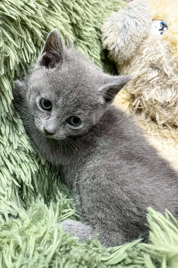 Adorable Gray kitten with wide eyes, Colin the Russian Blue Kitten ready for cuddles
