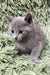 Adorable gray kitten Colin with wide eyes, perfect for Russian Blue lovers