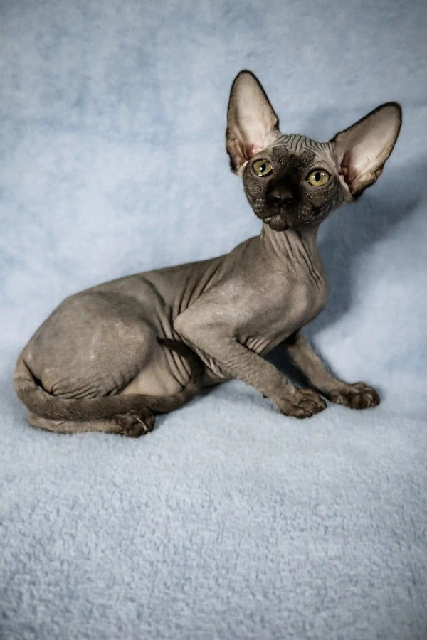AVADA - Best Sellers Colin | Sphynx Kitten