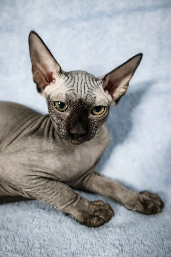 Cute Hairless Sphynx Kitten Colin with big ears and unique wrinkled skin