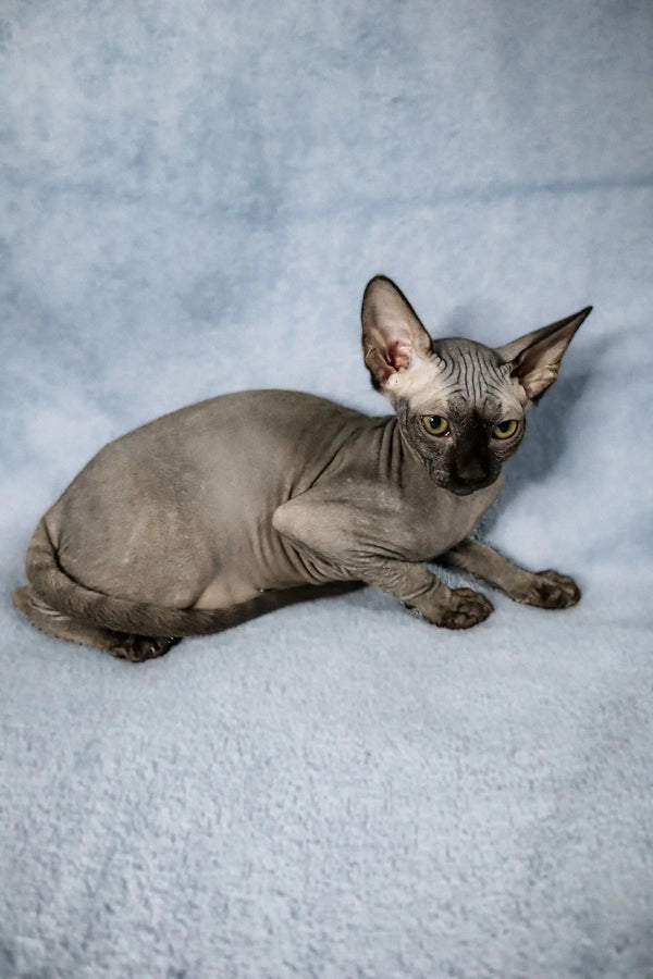 Adorable Hairless Sphynx kitten Colin lounging on a cozy surface