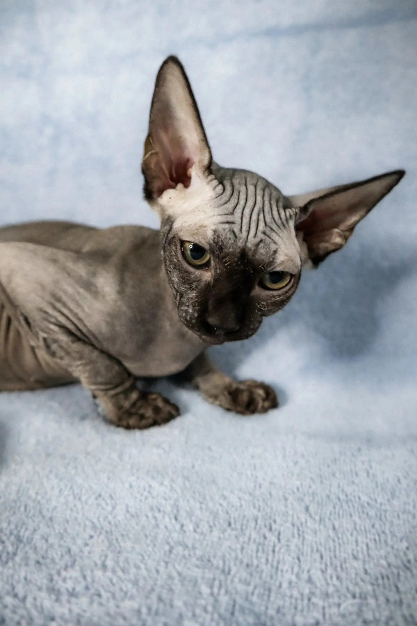 Cute Hairless Sphynx kitten with wrinkled skin and oversized ears, meet Colin!