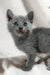 Cute Gray Russian Blue Kitten named Collin with stunning blue eyes