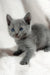 Gray kitten with striking blue eyes named Collin from the Russian Blue breed