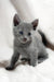 Cute gray kitten with blue eyes in the Collin Russian Blue Kitten product