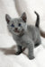 Adorable Gray kitten with stunning blue eyes from the Collin | Russian Blue Kitten product