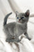 Adorable Gray kitten with blue eyes from Collin | Russian Blue Kitten collection