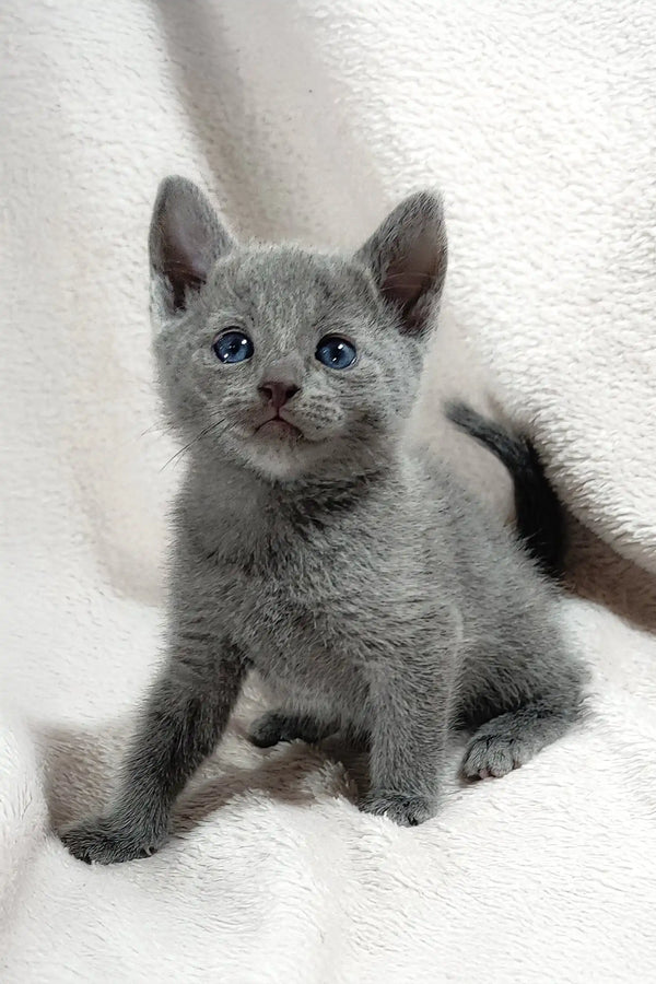 Cute gray Russian Blue kitten named Collin with bright blue eyes