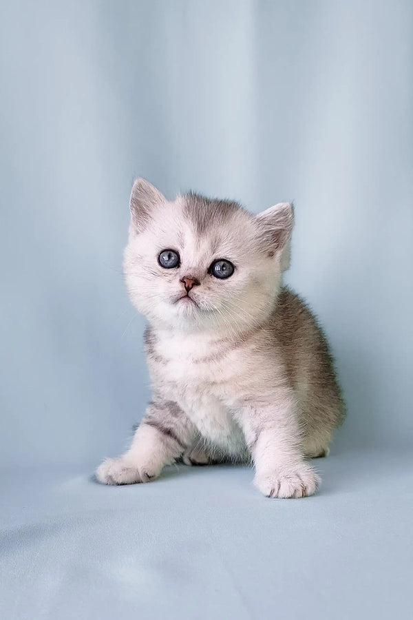 Silver tabby kitten Collin from Scottish Straight collection cuddling cutely