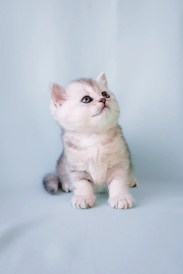 Silver tabby kitten named Collin in Scottish Straight Kitten product display