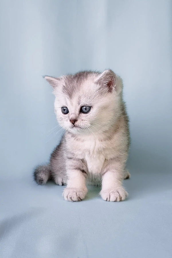 Silver tabby kitten named Collin from the Scottish Straight breed