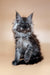 Fluffy gray Maine Coon kitten with ear tufts and alert expression in Colombia product