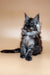 Long-haired Maine Coon kitten with a silver and black coat sitting upright