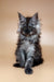 Fluffy gray Maine Coon kitten with ear tufts sitting upright in Colombia product