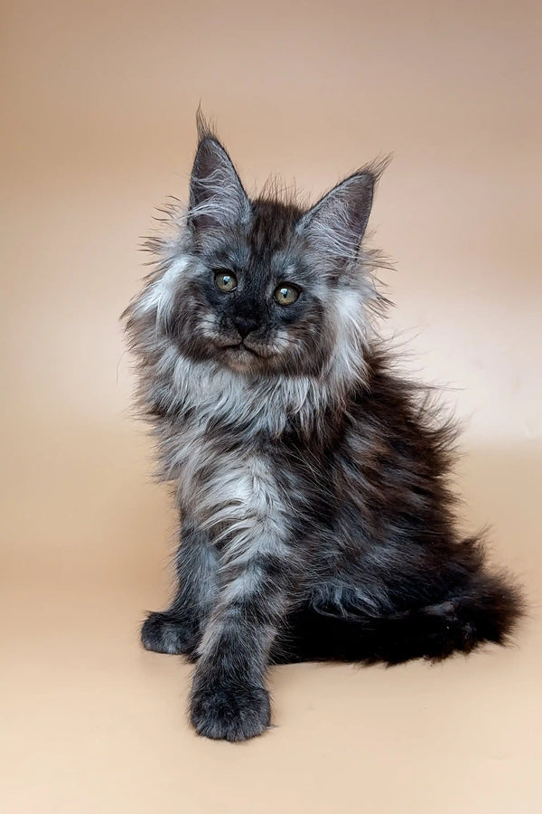 Fluffy Maine Coon kitten with bright blue eyes and long fur, perfect for cat lovers