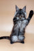 Maine Coon kitten sitting upright with one paw raised, shining in the Colombia product