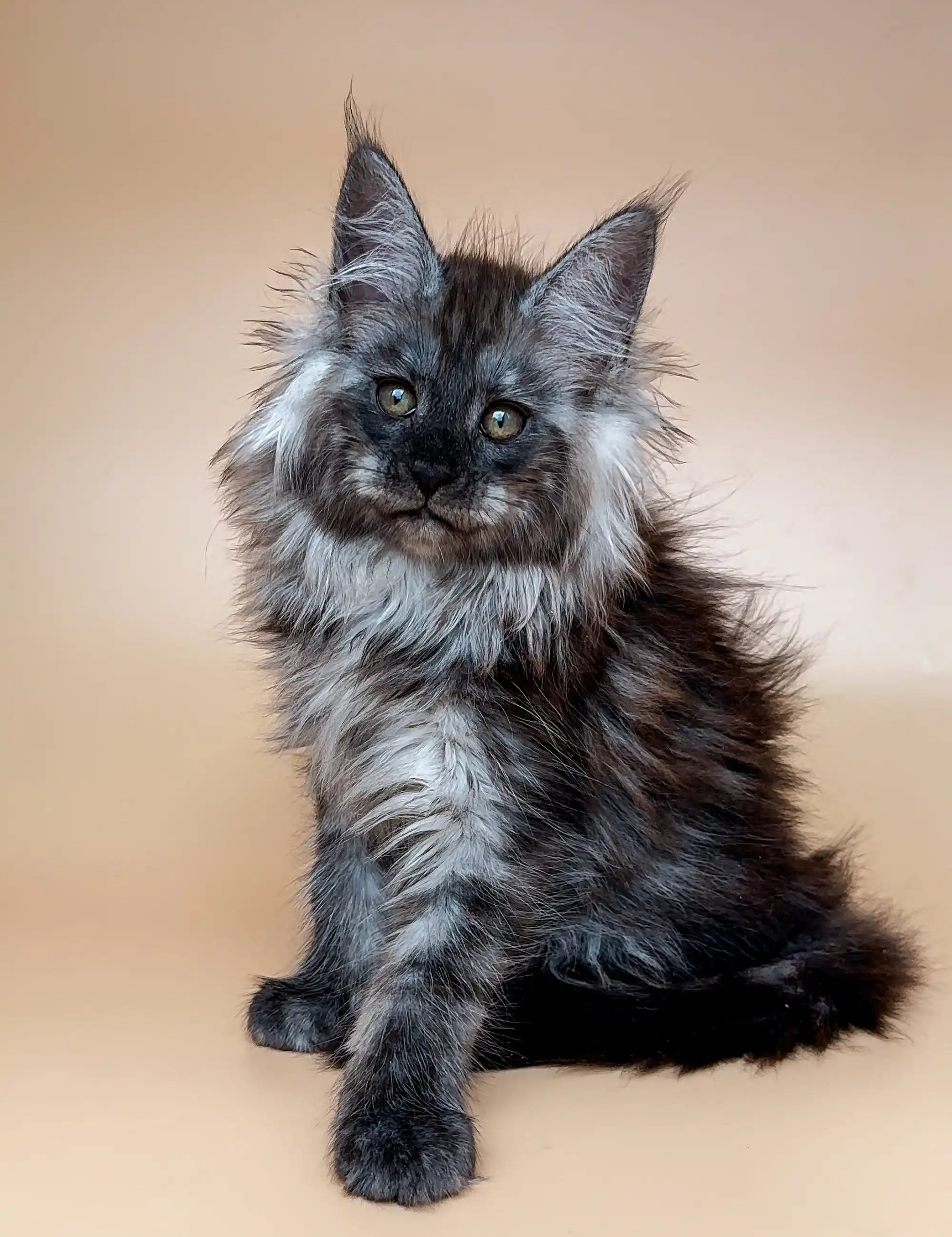 Maine Coon Kittens for Sale Colombia | Kitten