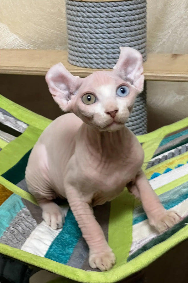 Comandor | elf sphynx kitten