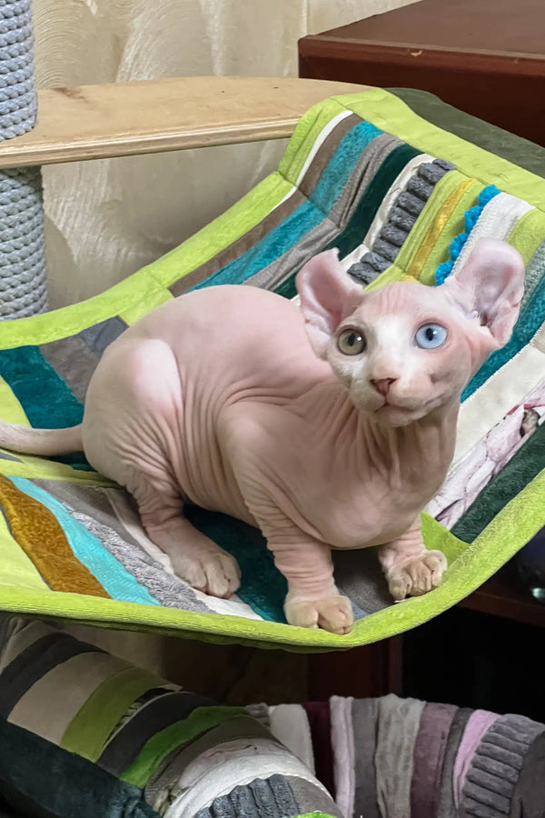 Comandor | elf sphynx kitten