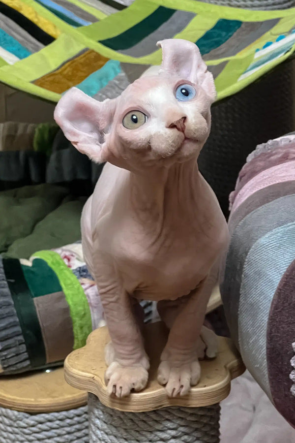 Comandor | elf sphynx kitten