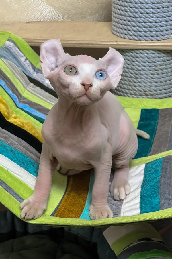 Comandor | elf sphynx kitten