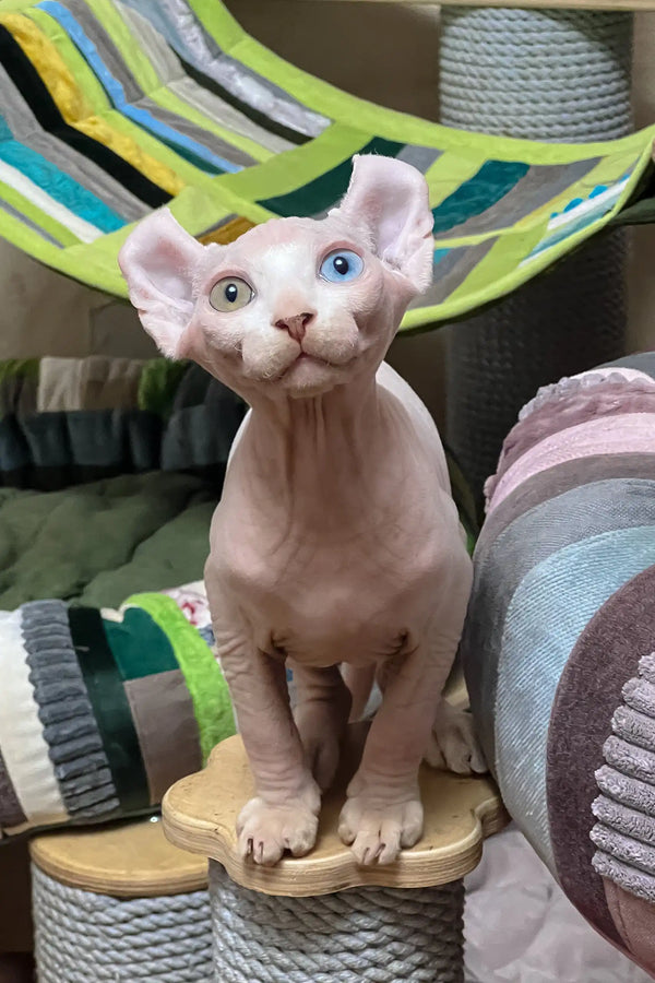 Comandor | elf sphynx kitten
