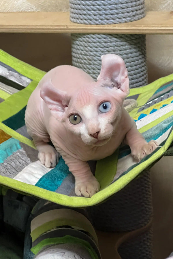 Comandor | elf sphynx kitten