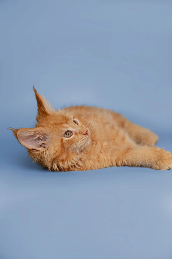 Adorable Orange Tabby Maine Coon Kitten Conor lying sideways with paws outstretched