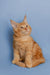 Orange Maine Coon kitten Conor with fluffy fur and pointed ears, perfect coon kitten