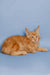 Adorable Orange Maine Coon kitten Conor with fluffy coat and cute ear tufts