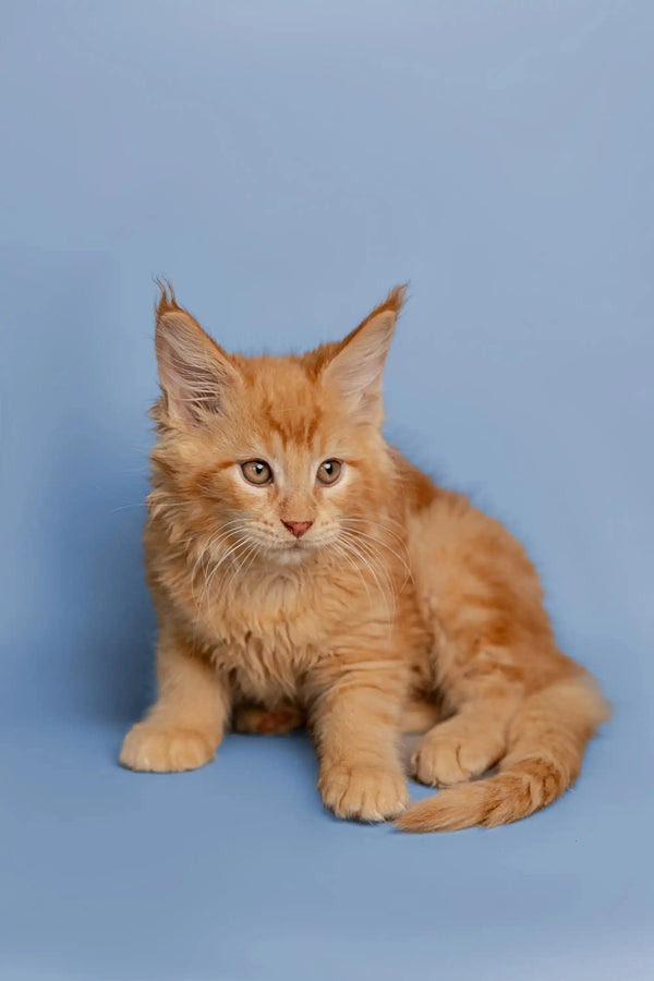 Adorable Orange Maine Coon kitten with fluffy fur and cute pointed ears