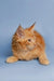 Adorable Orange Maine Coon kitten with fluffy fur and ear tufts perfect for Conor