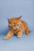 Cute Orange tabby Maine Coon kitten with fluffy fur lounging around