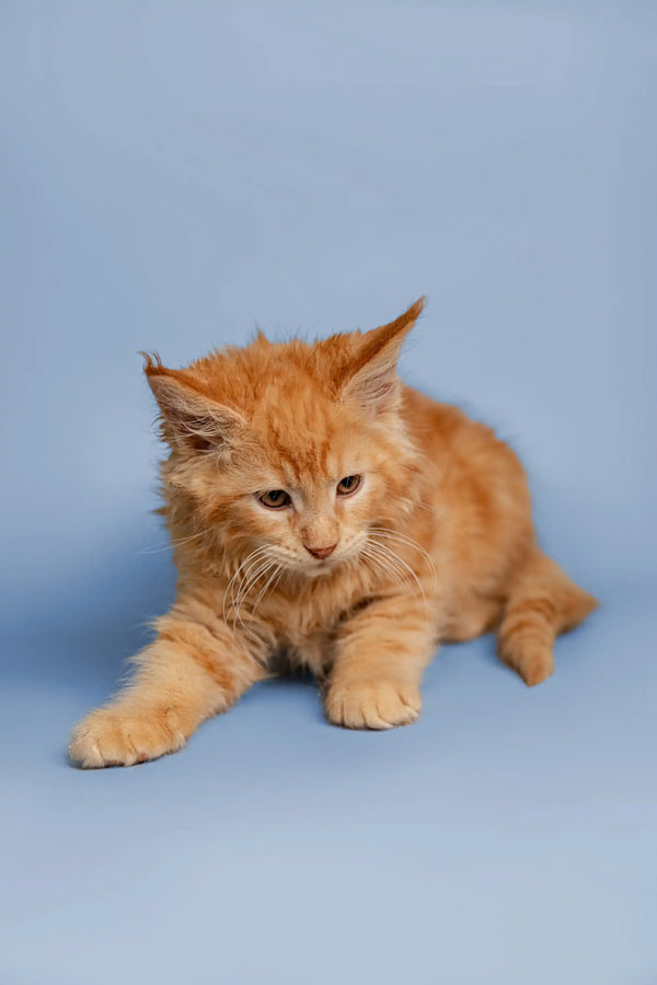 Cute Orange tabby Maine Coon kitten with fluffy fur lounging around