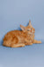 Cute Orange Maine Coon kitten with ear tufts lounging comfortably in Conor’s product