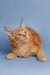 Fluffy orange Maine Coon kitten with perked ears and an alert expression