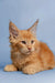 Orange Maine Coon kitten with ear tufts and fluffy fur, perfect for your home