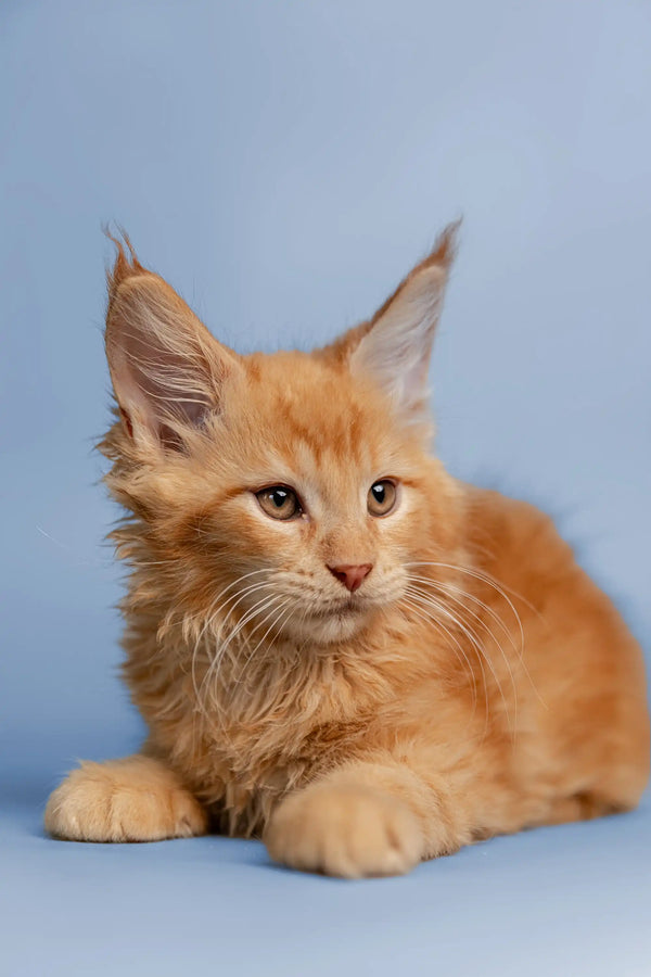 Orange Maine Coon kitten with ear tufts and fluffy fur, perfect for your home