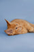 Ginger Maine Coon kitten lying playfully on its side, showing off its cuteness