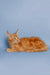 Orange Maine Coon kitten with ear tufts lounging, perfect for any Coon kitten lover